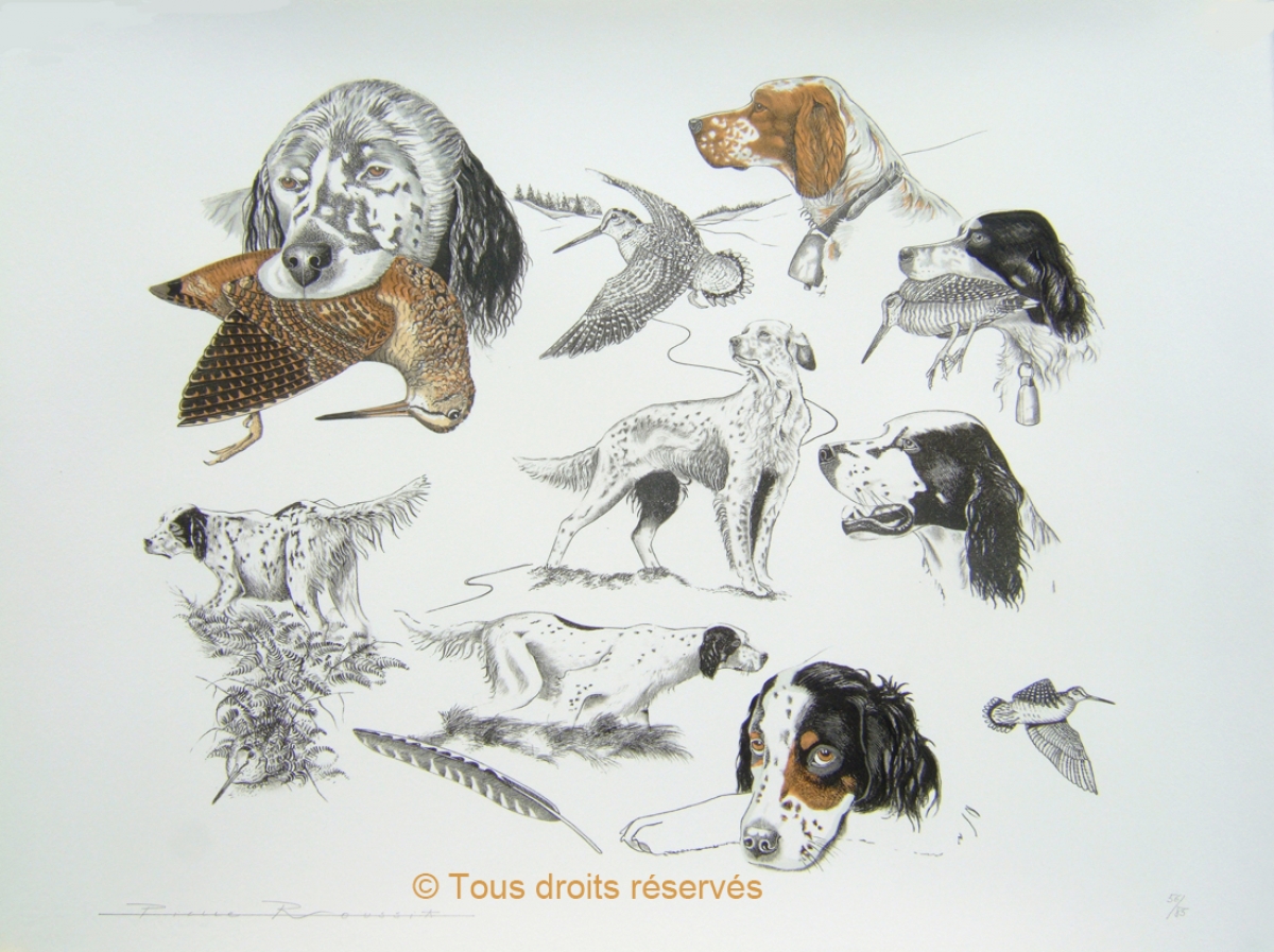 Setter anglais : Lithographies Bécasses et Setters