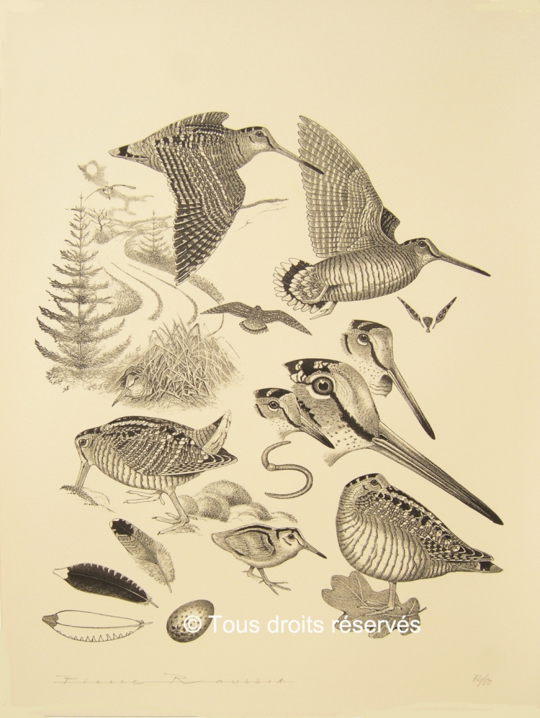 Bécasse, artiste peintre animalier.Lithographie : Lithographies Bécasses et Setters