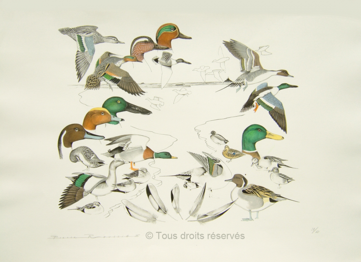 Les canards de la baie gabion du mont st Michel : Lithographies Plumes et Poils