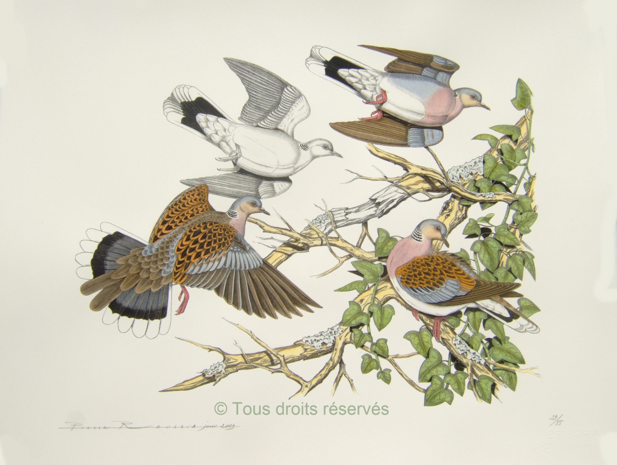 Tourterelles des bois - (ornithologie Bretagne) : Lithographies Plumes et Poils
