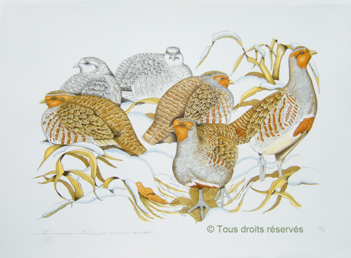 Partridge in snow  , perdrix dans la neige : Lithographies Plumes et Poils