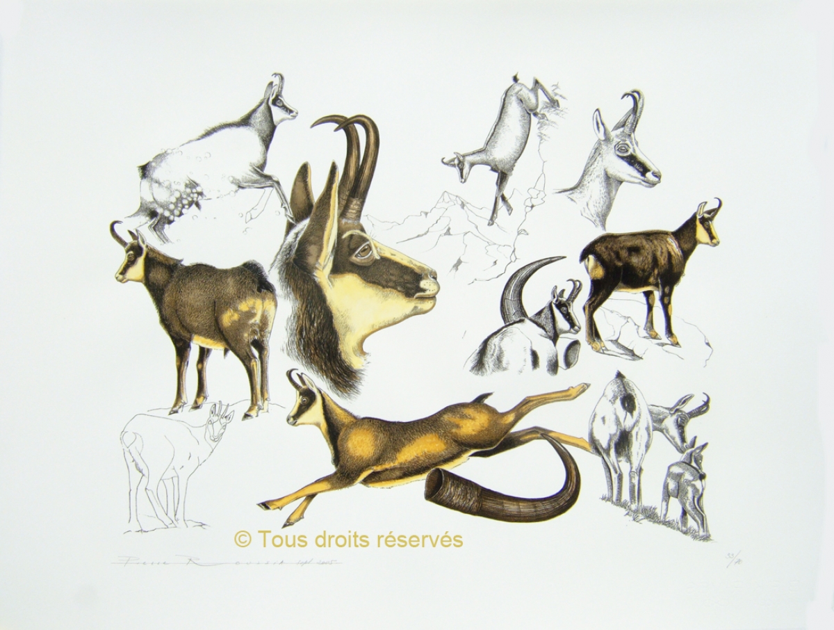 Lithographie chasse au chamois ou isard ? : Lithographies Plumes et Poils