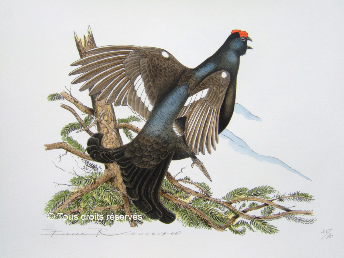 Tétras lyre : Lithographies Plumes et Poils