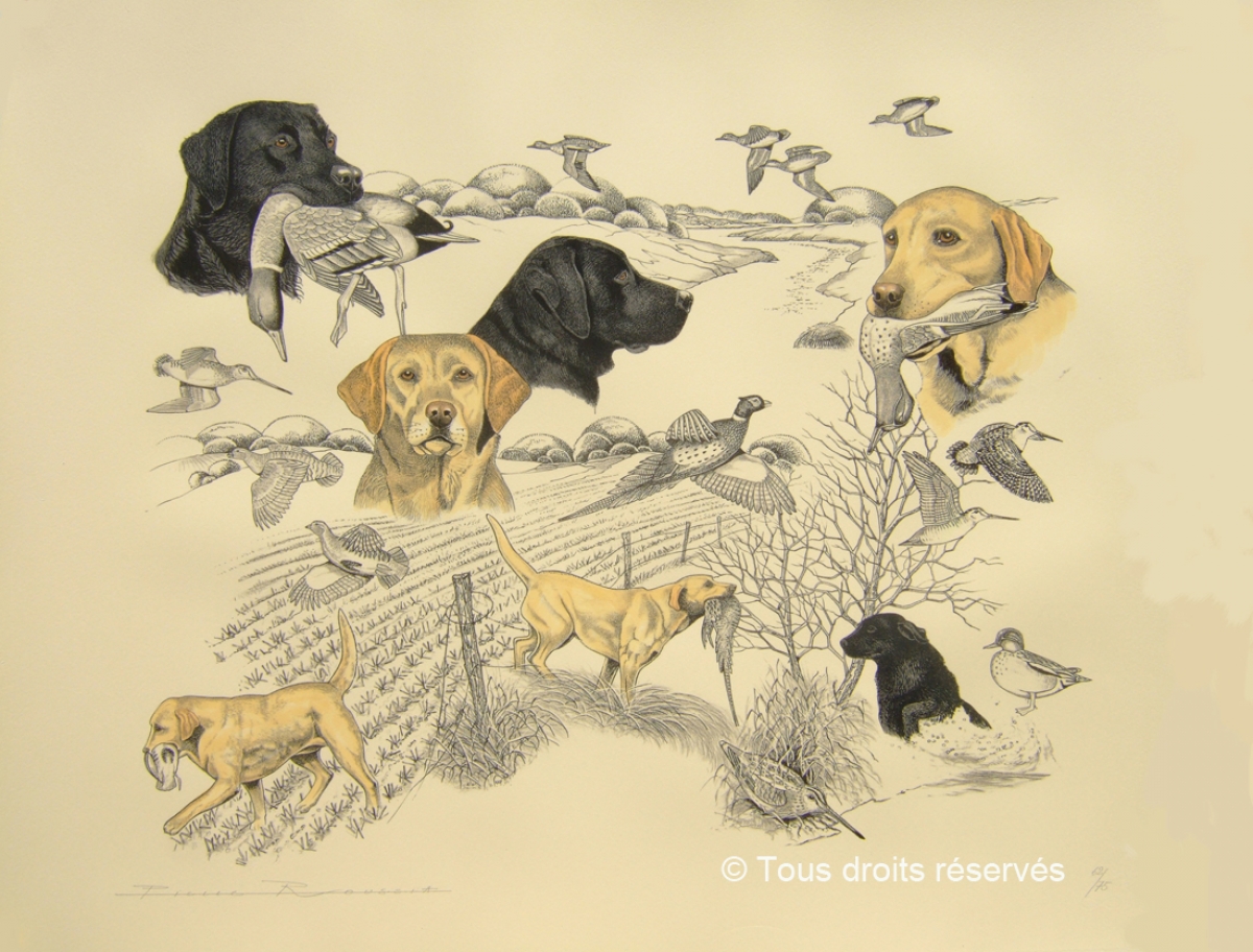 Labrador : Lithographies Chiens