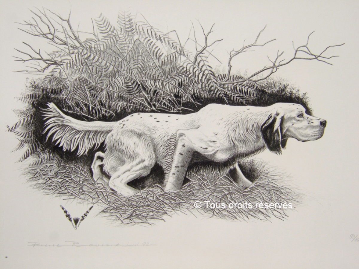 English setter : Lithographies Chiens