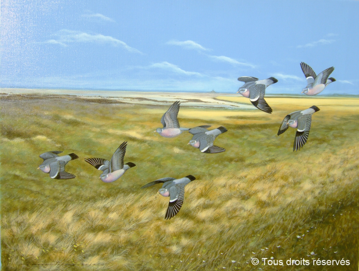 Pigeons ramiers dans la baie du Mont st Michel. : Peintures Divers