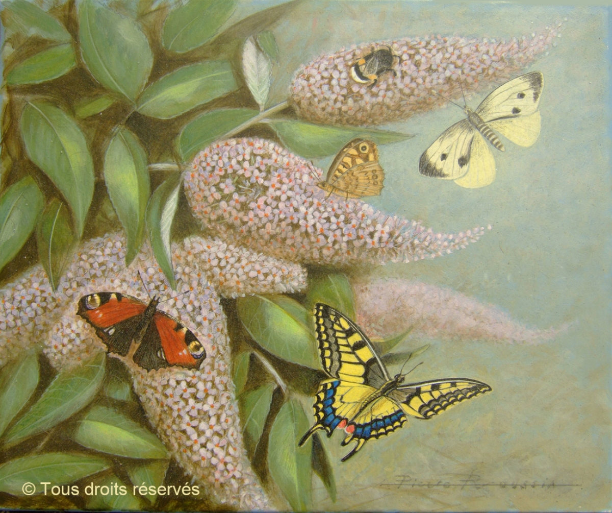 Papillons de mon jardin à cancale. : Peintures Divers