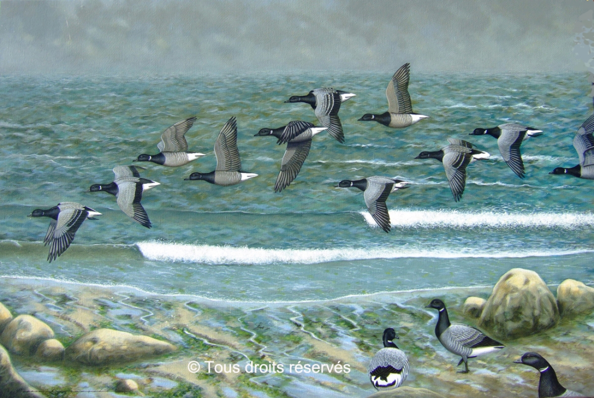 Port de cancale et ses bernaches cravants. : Peintures Divers