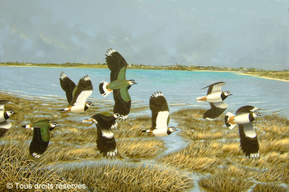 Vanneaux huppés en baie de Goulven : Peintures Divers