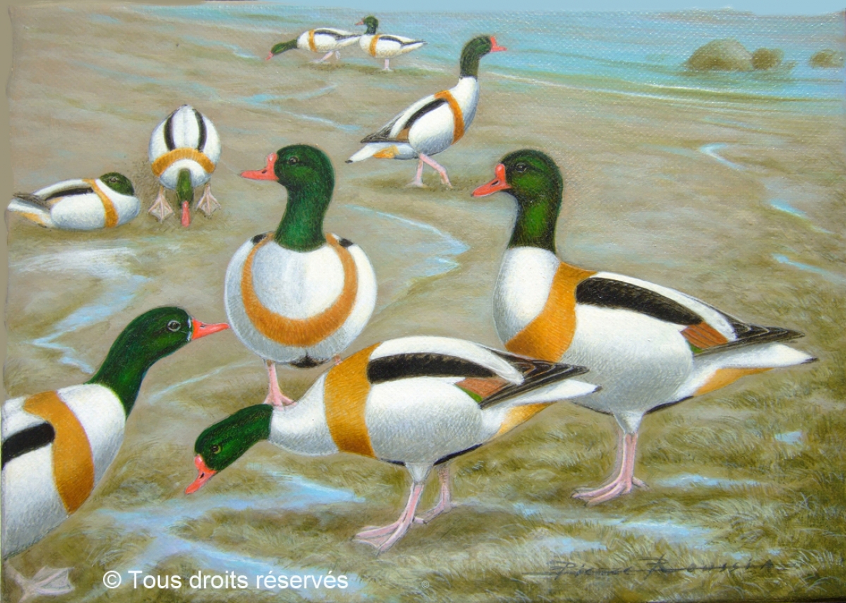 observation d'oiseaux à Cancale, tadornes. : Peintures Divers