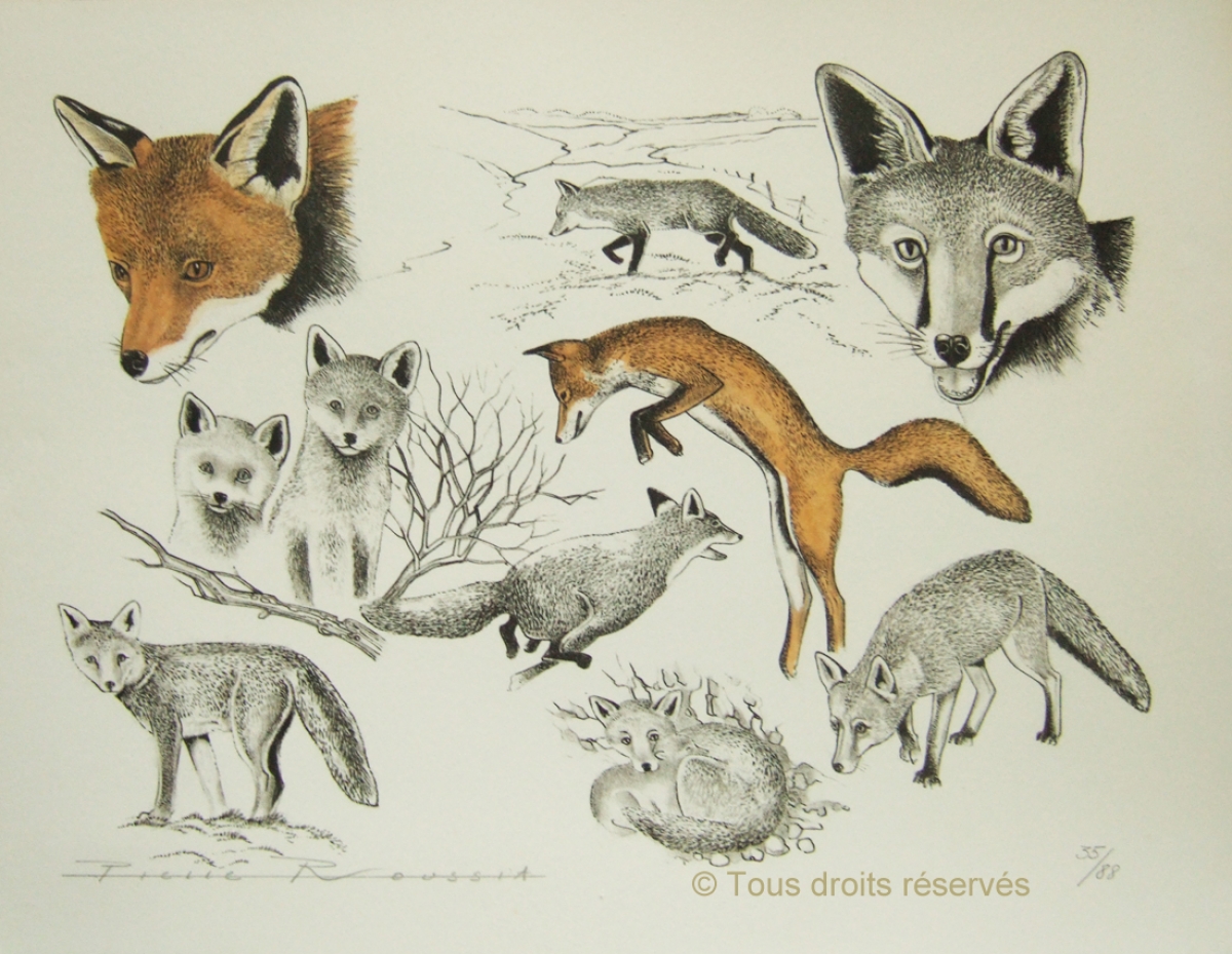 Le renard : Lithographies Plumes et Poils