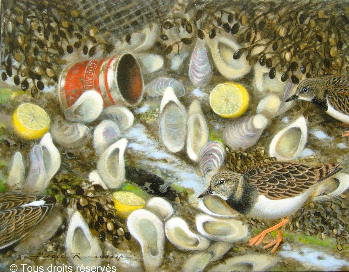 Tournepierres au port de Cancale : Peintures Limicoles