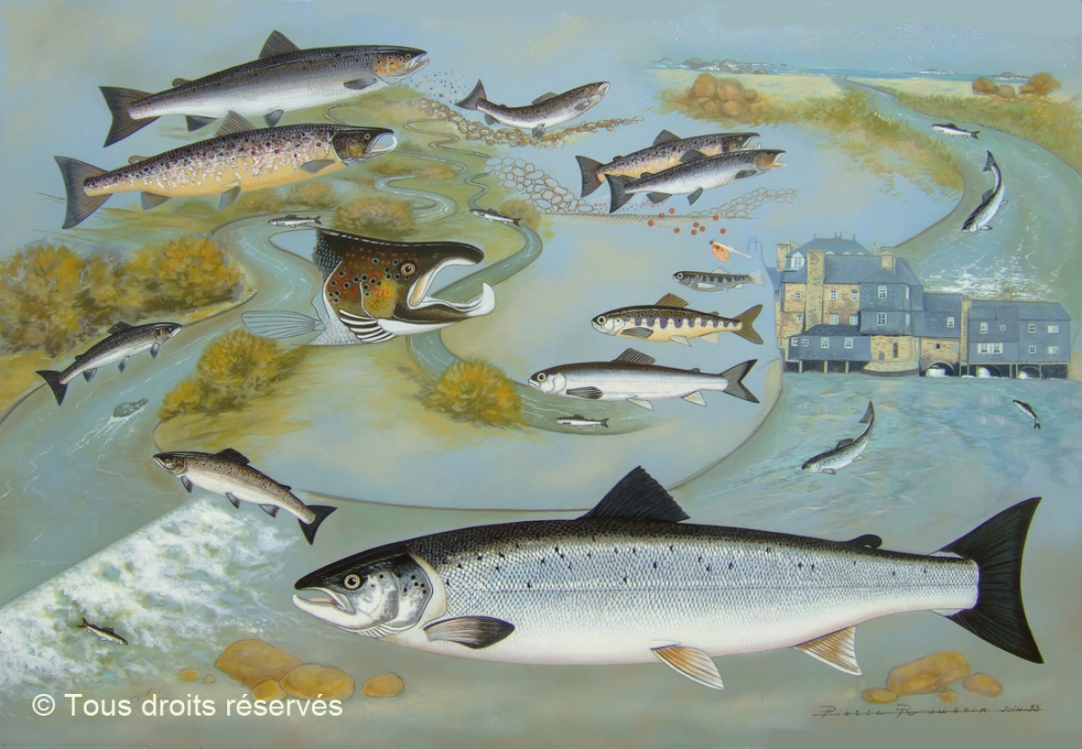 Saumon atlantique, Salmo salar (le cycle) : Lithographies Poissons