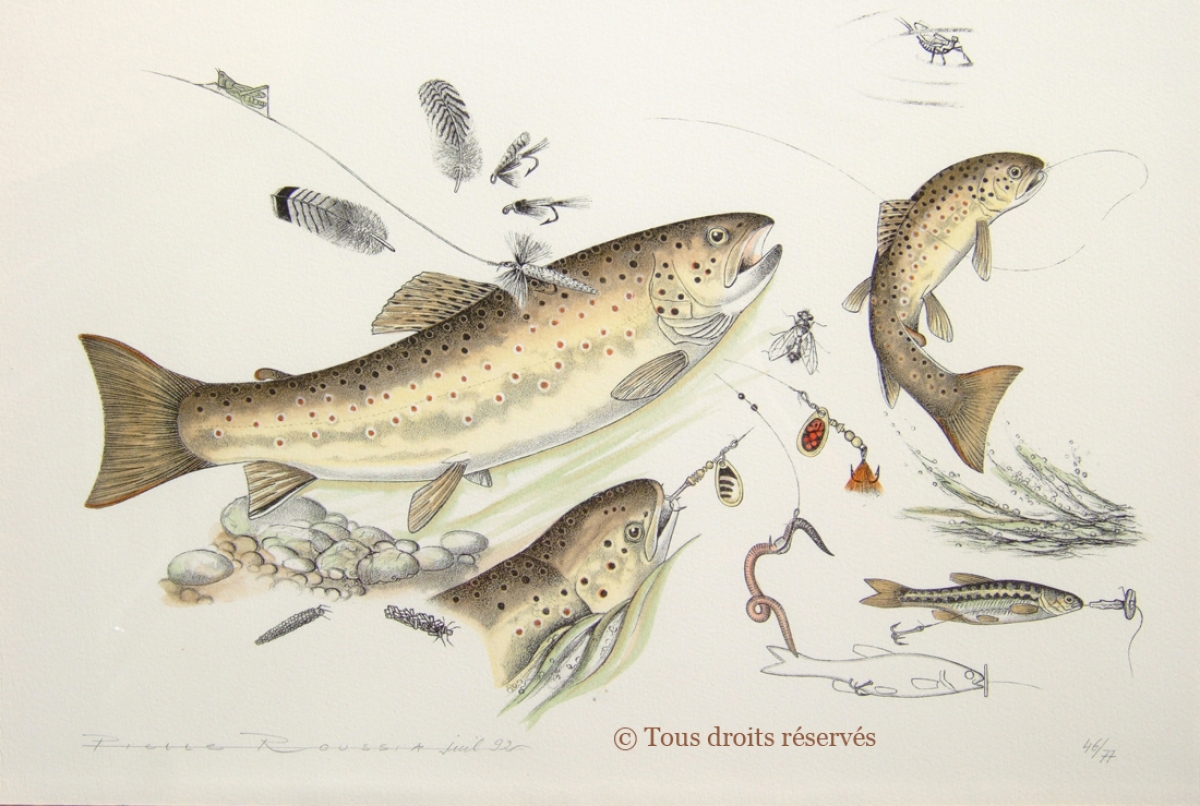 Etude truite fario : Lithographies Poissons