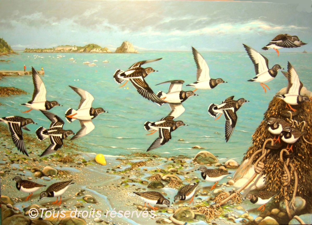 Tournepierres à collier,le coin des ornithologues : Peintures Limicoles
