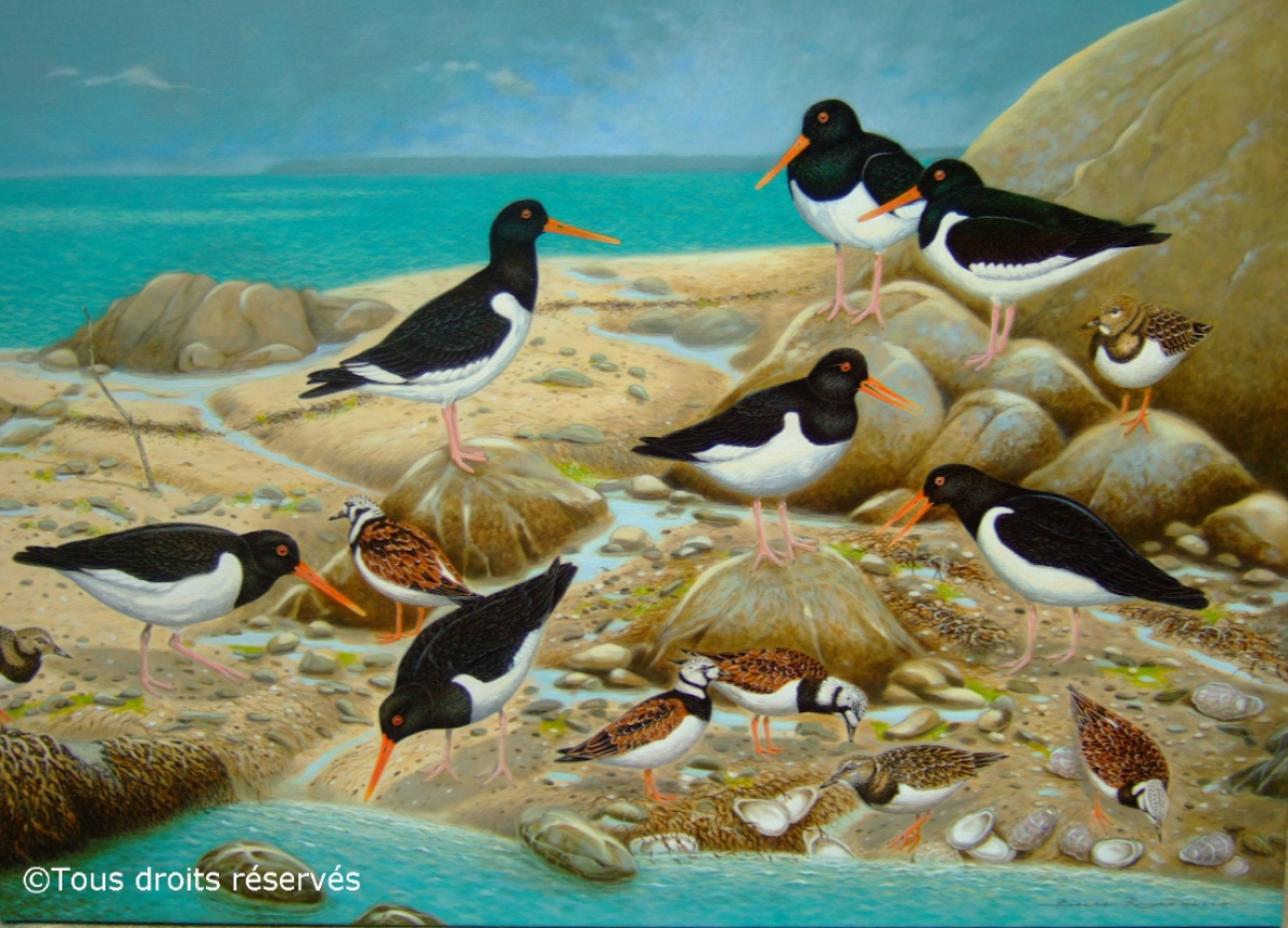 Fête des pères Huîtriers pies et Tournepierres : Peintures Limicoles