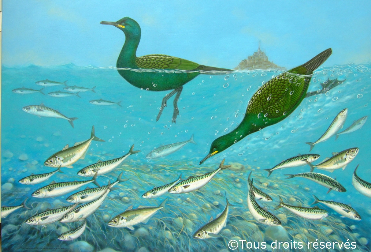 Cormorans,chinchards et maquereaux : Peintures Divers