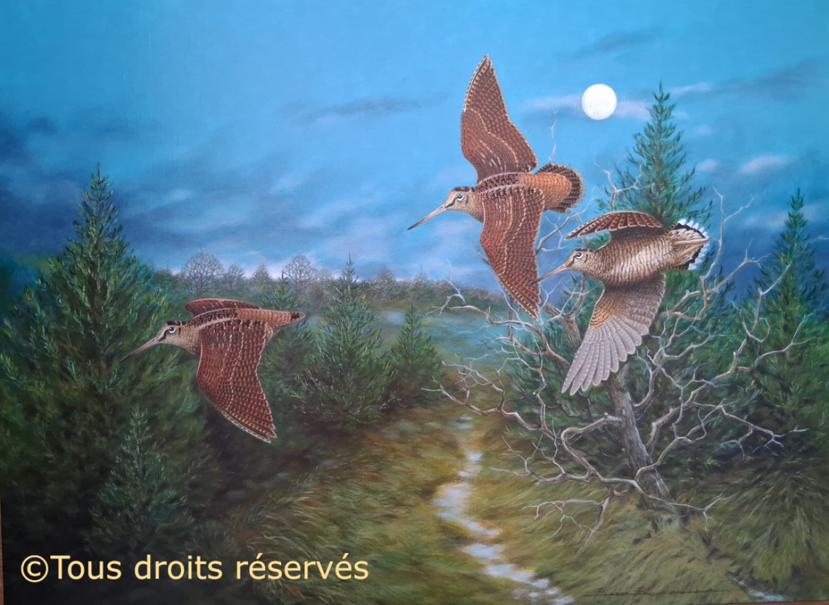 La passée en Bretagne : Peintures Bécasses