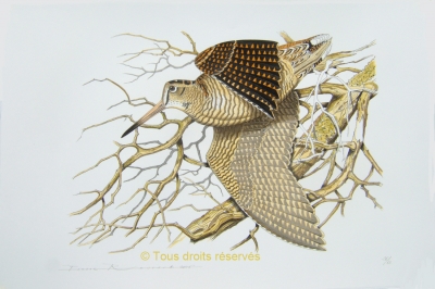 Fête des pères ,Chasse à la bécasse, woodcock.lithographie