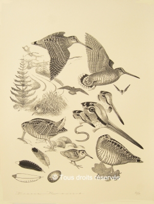 Bécasse, artiste peintre animalier.Lithographie