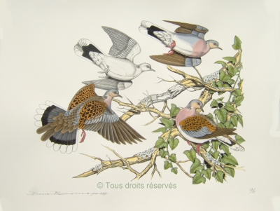 Tourterelles des bois - (ornithologie Bretagne)
