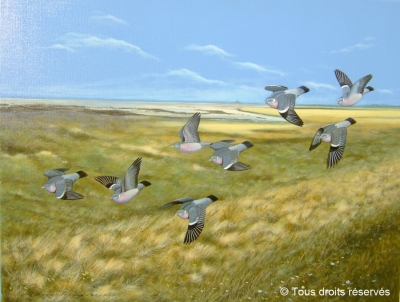 Pigeons ramiers dans la baie du Mont st Michel.