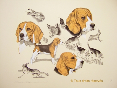 Beagle