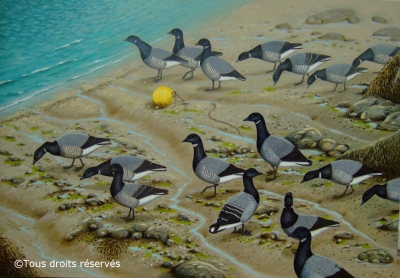 Bernaches cravants sur le port de CANCALE