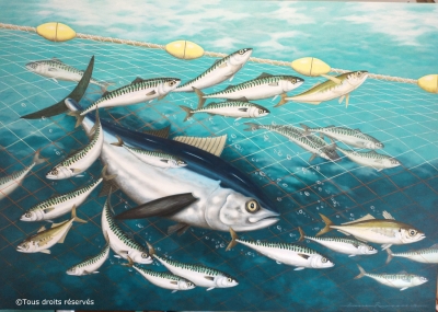 pêche au thon ou thon à la pêche ?