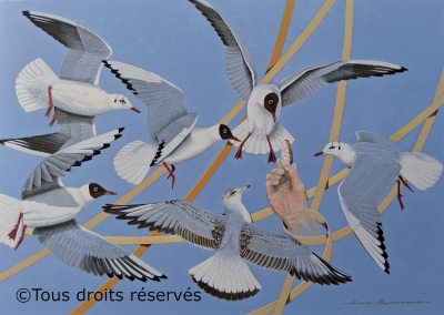 Sur le port de Cancale mouettes rieuses 