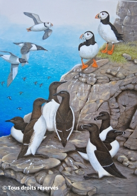 Visite cap Fréhel.Macareux....
